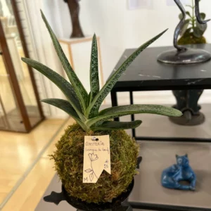 GASTERIA Langue de boeuf