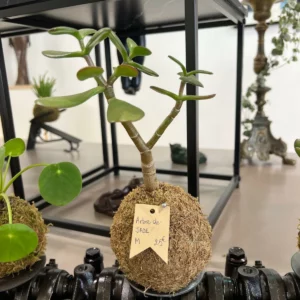Arbre de JADE