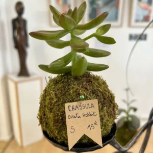 CRASSULA Ovata Hobbit