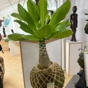 BRIGAMIA Palmier
