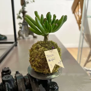 SEDUM Adolphii