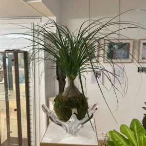 BEAUCARNEA Pied d’éléphant