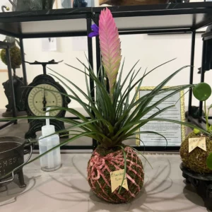 Tillandsia Rose