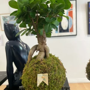 Ficus Ginseng