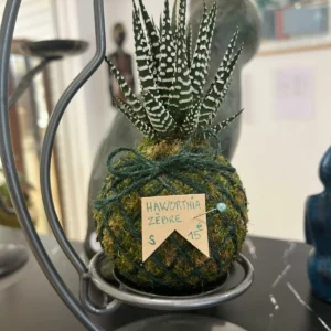 HAWORTHIA Zèbre