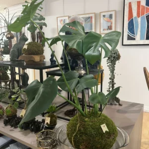 MONSTERA